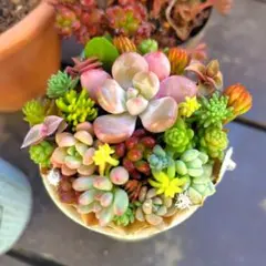 多肉植物 セダムの寄せ植え そのまま飾れる1セット