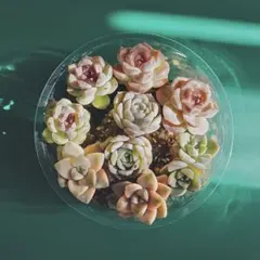 多肉植物 単頭・多頭 抜き苗 8苗セット（写真の品）