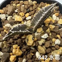 2026年最新】冰雹 アガベの人気アイテム - メルカリ