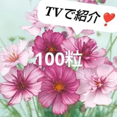 花の種 コスモス レッドイリュージョン 約100粒のサムネイル