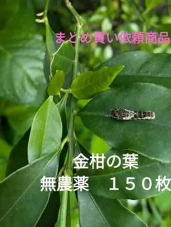 yukina1223様　 6/12リクエスト　 2点 まとめ商品