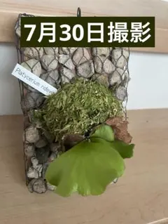 Platycerium ridleyi ビカクシダ リドレイ 軽石 板付のサムネイル