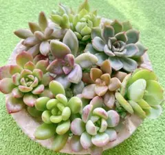 多肉植物 エケベリア カット苗セット 寄せ植え 詰め合わせ