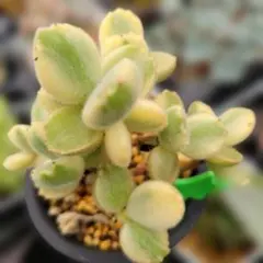 K苗 熊童子錦 特大群生 抜き苗 - メルカリ