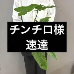 2026年最新】フィロデンドロンゴールデンドラゴンの人気アイテム