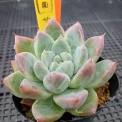 多肉植物　サブリム　◇抜き苗◇ サブリム 抜き苗 - メルカリ