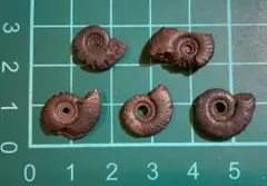 SHS 同時購入割引中　即購入可様 リクエスト 4点 まとめ商品