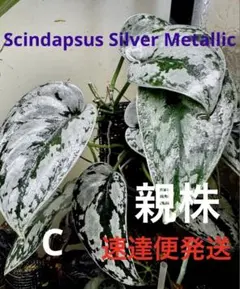 s.i様 リクエスト 3点 まとめ商品