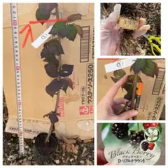極太茎特大苗⑤ ブラックベリートリプルクラウン　 取り木苗　トゲ無し