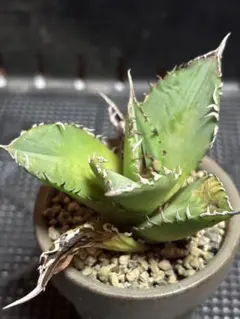 【P88】アガベ　チタノタ　覇王竜　多肉植物　抜き苗のサムネイル