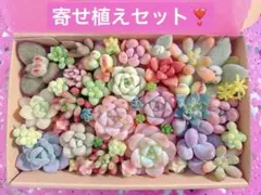 韓国苗入り寄せ植えセット❣️コロコロ多肉弁当　カット苗詰め合わせ　寄せ植え