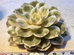 y*様 4914 新入荷　オンスロー錦　エケベリア　多肉植物　撮影3月8日