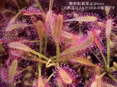 ⑥お買い得 食虫植物 モウセンゴケ 自家栽培