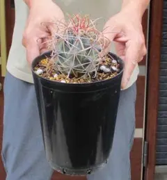 現品】サボテン・フェロカクタス・鯱頭（しゃちがしら）5号 B番 - メルカリ