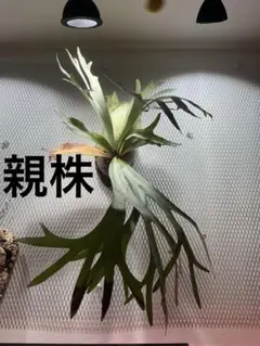 ビカクシダ　e-1子株　（白ビフ）のサムネイル