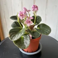 セントポーリア③ 花後で蕾つけてますのサムネイル