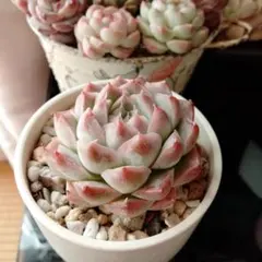 kaorin様 リクエスト 3点 まとめ商品