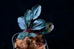 Bucephalandra Dark Africa 子株B - メルカリ