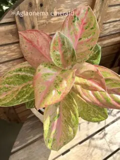 2025年最新】アグラオネマの人気アイテム - メルカリ