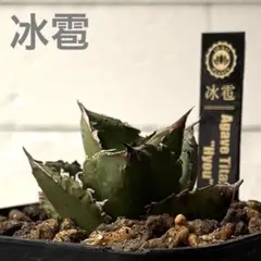 AKR　親株☆アガベ　冰雹　子株2株付き　検　麻花龍　金蟬　蚩尤 AKR様専用 親株☆アガベ 冰雹 子株2株付き 検 麻花龍 金蟬