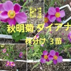 うしこ様 リクエスト 2点 まとめ商品