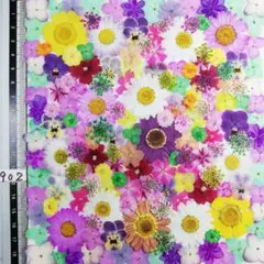 押し花素材　N902 ノースボール ビオラ 紫陽花　バーベナ 小花押し花