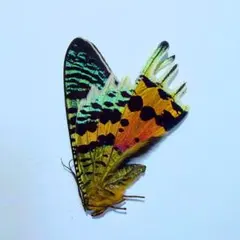 ニシキオオツバメガ、世界一美しい - メルカリ
