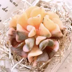 2025年最新】キュービックフロスティ錦の人気アイテム - メルカリ