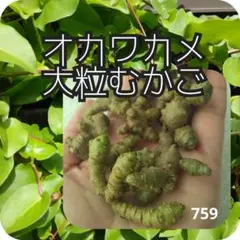 にゃん子様 リクエスト 3点 まとめ商品