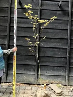 2025年最新】コハウチワカエデ 山採りの人気アイテム - メルカリ