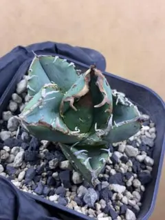 2025年最新】agave titanotaの人気アイテム - メルカリ