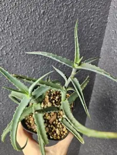 2026年最新】品種名：アロエ 観葉植物 ハオルチア・アロエの人気