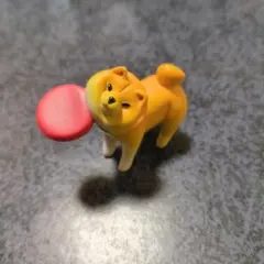 しばさんぽ フリスビーが下手すぎる柴犬