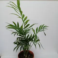 テーブルヤシ