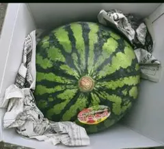 特値。鳥取 北栄町 スイカ 家庭 訳あり 1箱 3.5.kg 〜 5.5kgのサムネイル