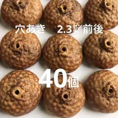 2025 北海道　レッドオーク　穴あき　どんぐり帽子　40個　今年も増量中！