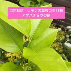 가지가 있는 자연 재배 레몬 15장, 호리나비 먹이, 제비나비