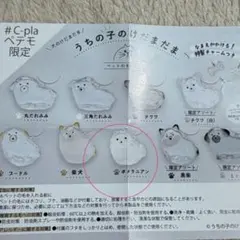 うちの子のけだまだま ポメラニアン