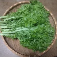 新鮮わさび菜 【 350g籠の重さをふくむ 】 サラダ・おひたしにのサムネイル