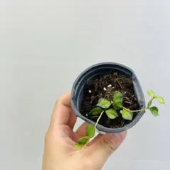 いぶきさま＊お取り置き ホヤ カーティシー 観葉植物 - メルカリ