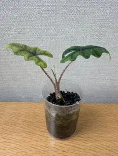 た*ん様 アロカシア　ジャックリン　ミスティック斑入り順化済み小苗 た*ん様 アロカシア ジャックリン ミスティック斑入り順化済み小苗