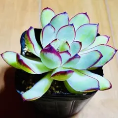 多肉植物 メキシコプリドニス×クスピダータメンチャカ 抜き苗 - メルカリ