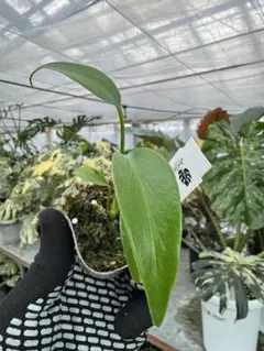 木村 弥生様 リクエスト 2点 まとめ商品