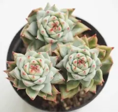 No.4 ティッピー錦 エケベリア 小型 植物 - メルカリ