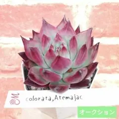 y*n様 コロラータ アテマハック 多肉 Miyaさん 札付き 速達付きのサムネイル