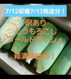 7/12収穫7/13発送分！訳ありとうもろこしゴールドラッシュ18本〜箱満杯詰！のサムネイル