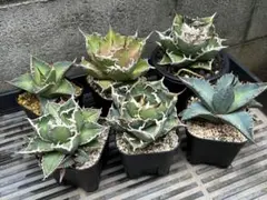 初心者向/鉢ごと発送】アガベ 5株セット 魔丸(子株付) スナグル 赤猫等