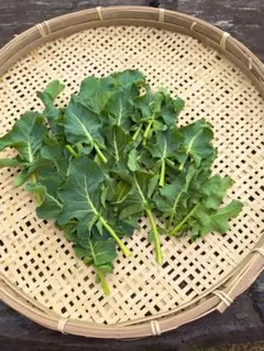 小さめ　茎ブロッコリーの葉　ネコポス箱に大量！