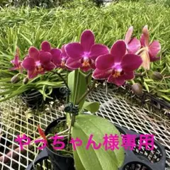 やっちゃん様 リクエスト 2点 まとめ商品