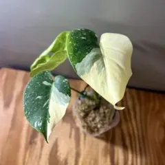 2026年最新】モンステラ レガシーの人気アイテム - メルカリ